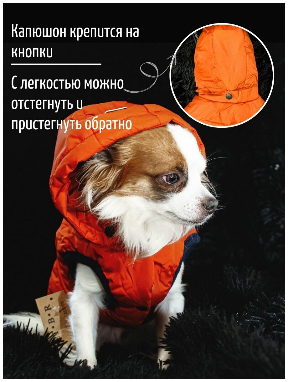 Зимняя куртка с капюшоном для собак и кошек - фотография № 4