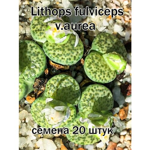 Суккулент Lithops fulviceps v.aurea (литопсы, живые камни) семена 20 штук