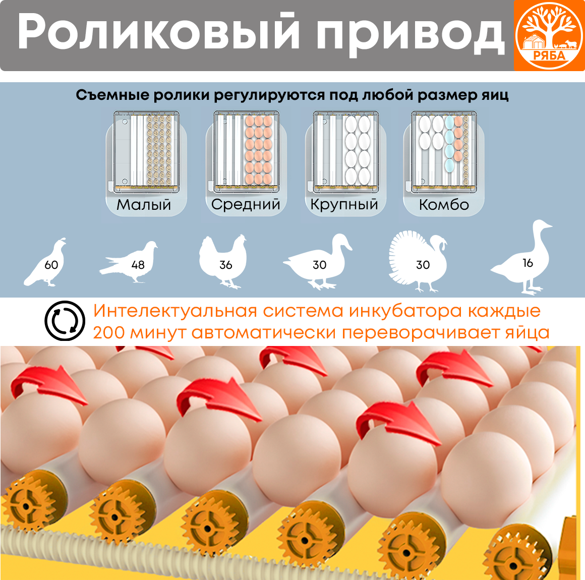 Инкубатор для яиц автоматический с терморегулятором Ряба-36 - фотография № 4