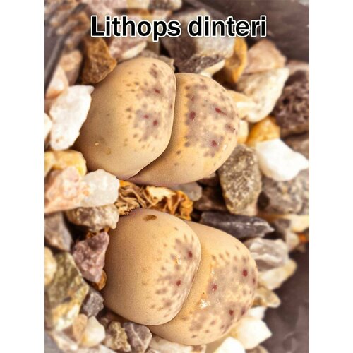 Литопсы Lithops dinteri (живые камни, суккуленты) набор для выращивания (семена, грунт, горшочек, инструкция по посеву).