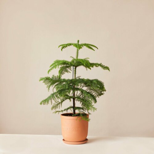 Араукария d21 зеленый