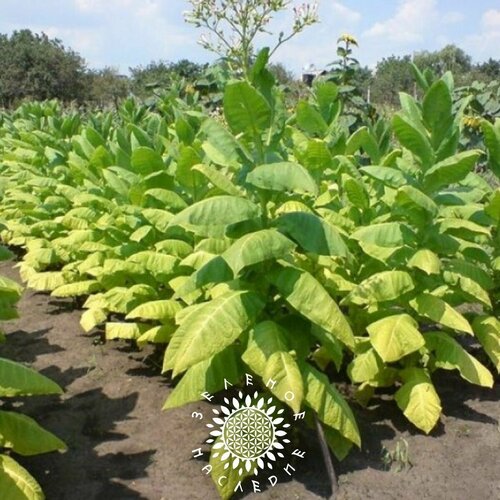 Семена Табак Американ 26 (лат. Nicotiana tabacum) 700шт от Green Legacy