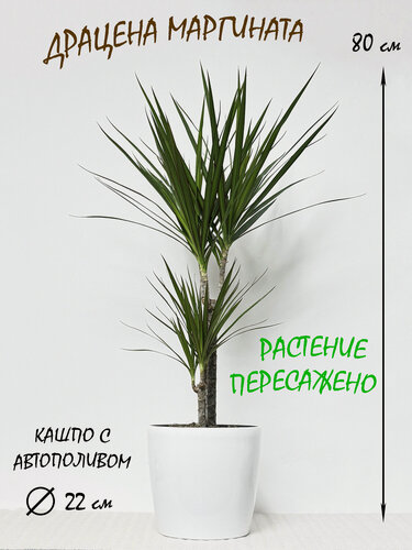 Изображение товара Драцена Маргината 2 ствола в белом кашпо с автополивом, высота 75-80 см