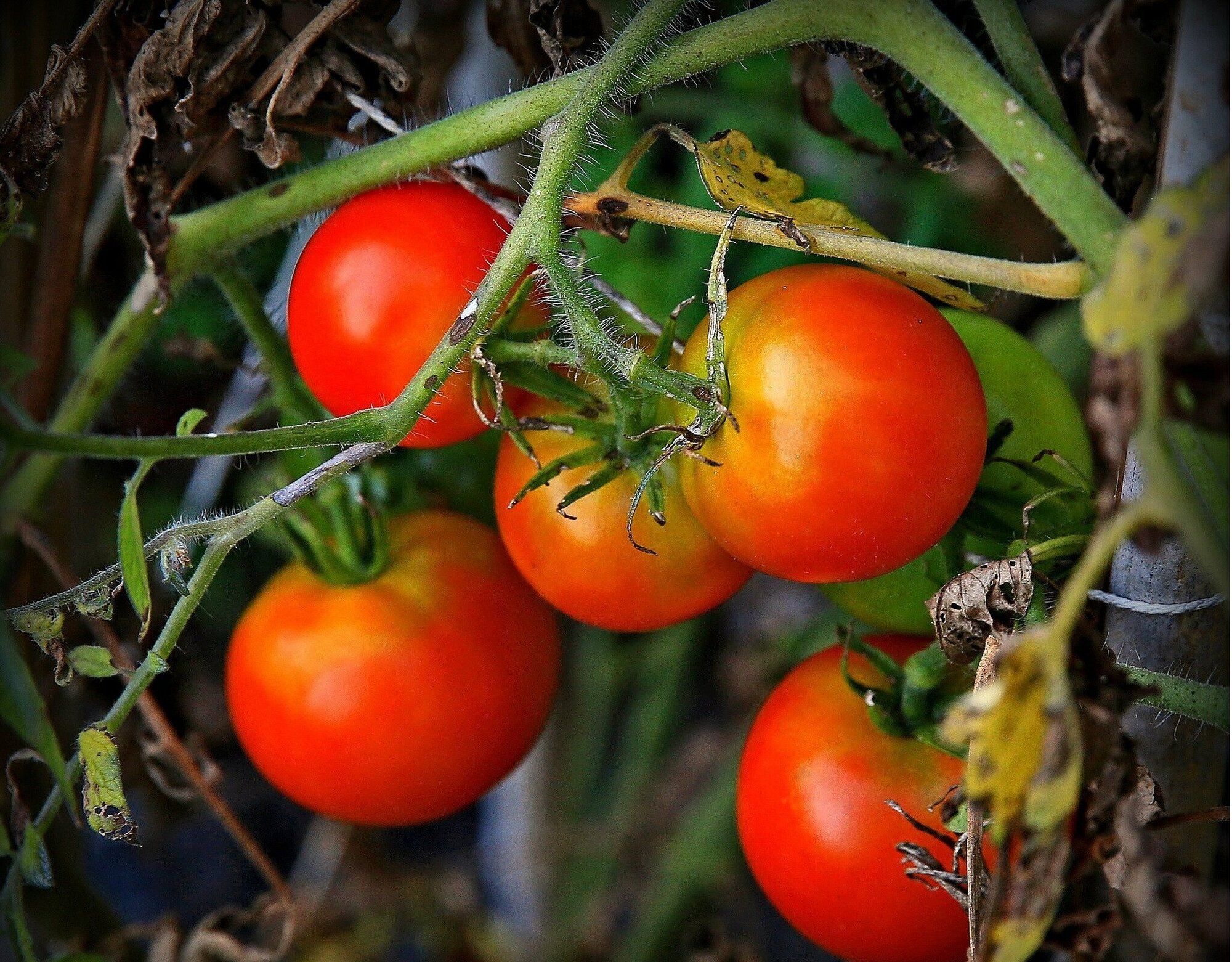 Органическое удобрение для томатов 850 г. Универсальная питательная подкормка для всех сортов помидоров