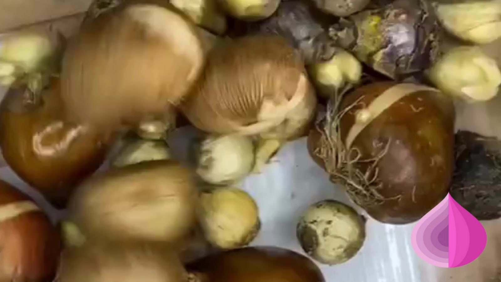 Луковицы цветов, bulbs servise, Аллиум Микс , разноцветный ( 10 штук ) — фото 1