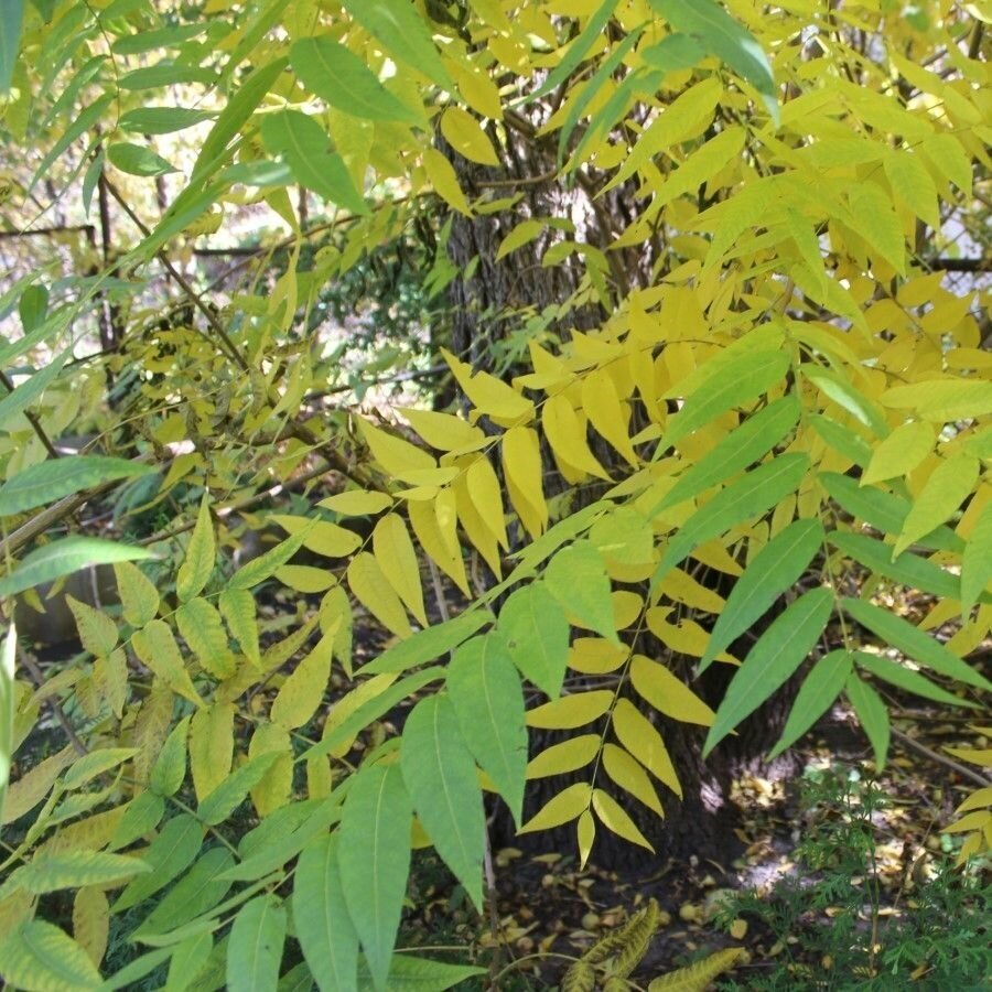 Семена Орех скальный (Juglans rupestris Engelm), 5 штук