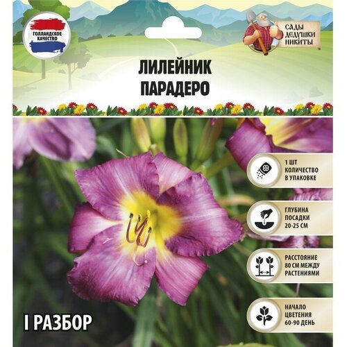 Лилейник Paradero, р-р I, 1 шт, Весна 2023 лилейник fragrant returns р р i 1 шт весна 2023