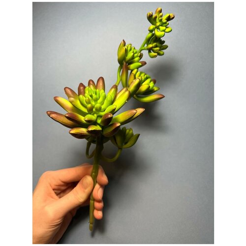 Реалистичное высококачественное растение для террариума, дома, интерьера, декора Simbel №70. Седум очиток на ветке