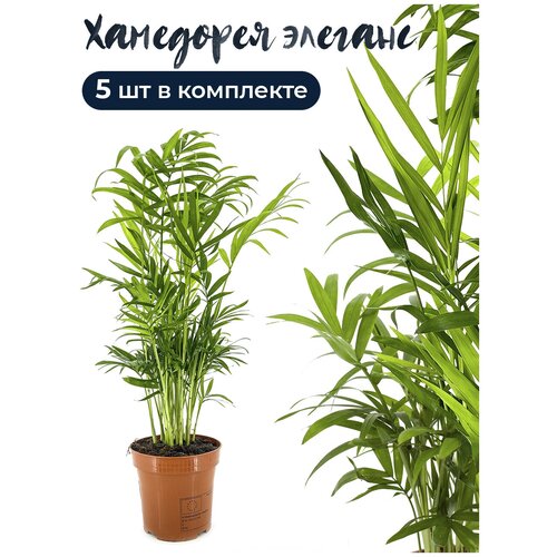 Комплект 5 штук Хамедорея элеганс 9 дм, высота 30-35 см, комнатное растение