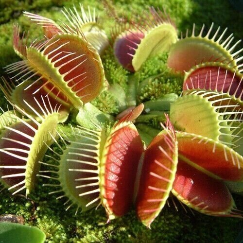 Венерина Мухоловка Семена 3шт хищное растение (Dionaea muscipula)