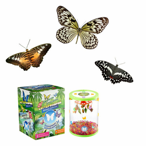 Ферма бабочек Баттерфлярий 3 куколки от Babochki Moscow инсектарий 2690₽