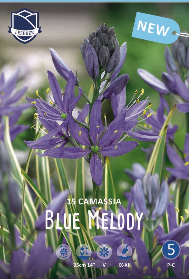 Камассия Блу Мелоди(Blue Melody), 15 шт