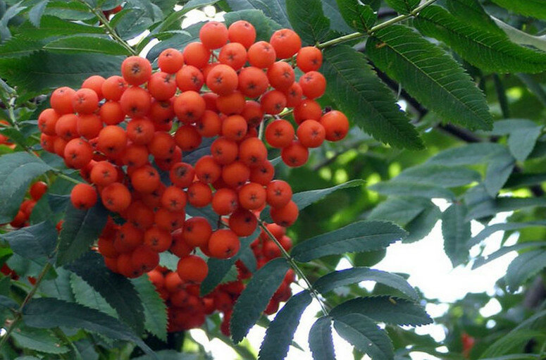Саженцы Рябина Кубовая (3-4 года, С7,5, 150-175 см)