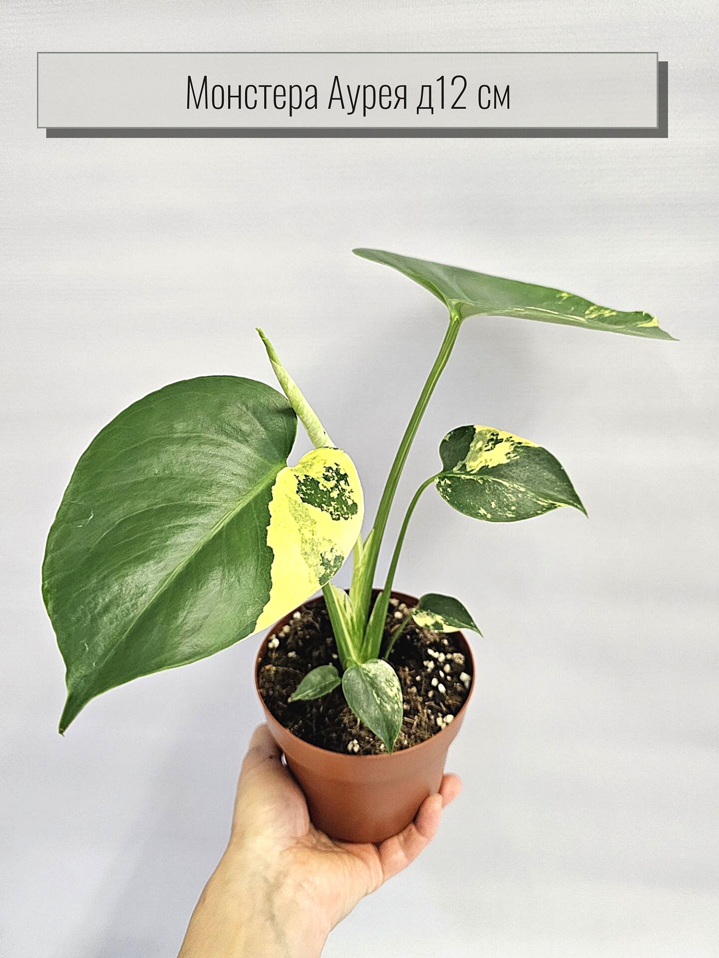 Монстера Аурея живое растение в горшке диаметр 12 см