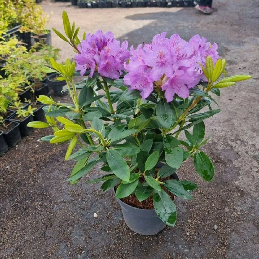 Азалия Рододендрон Даурский семена