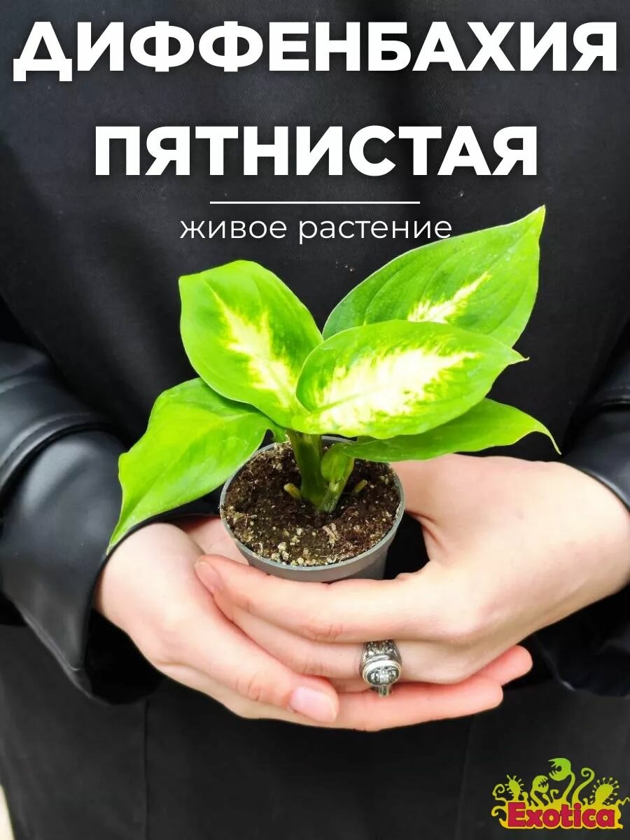 Диффенбахия Пятнистая Камилла D6см комнатное живое растение