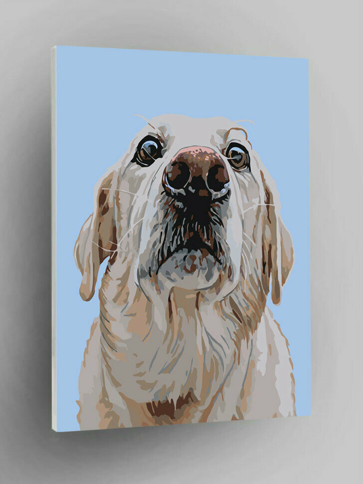 Картина по номерам "Ретривер"