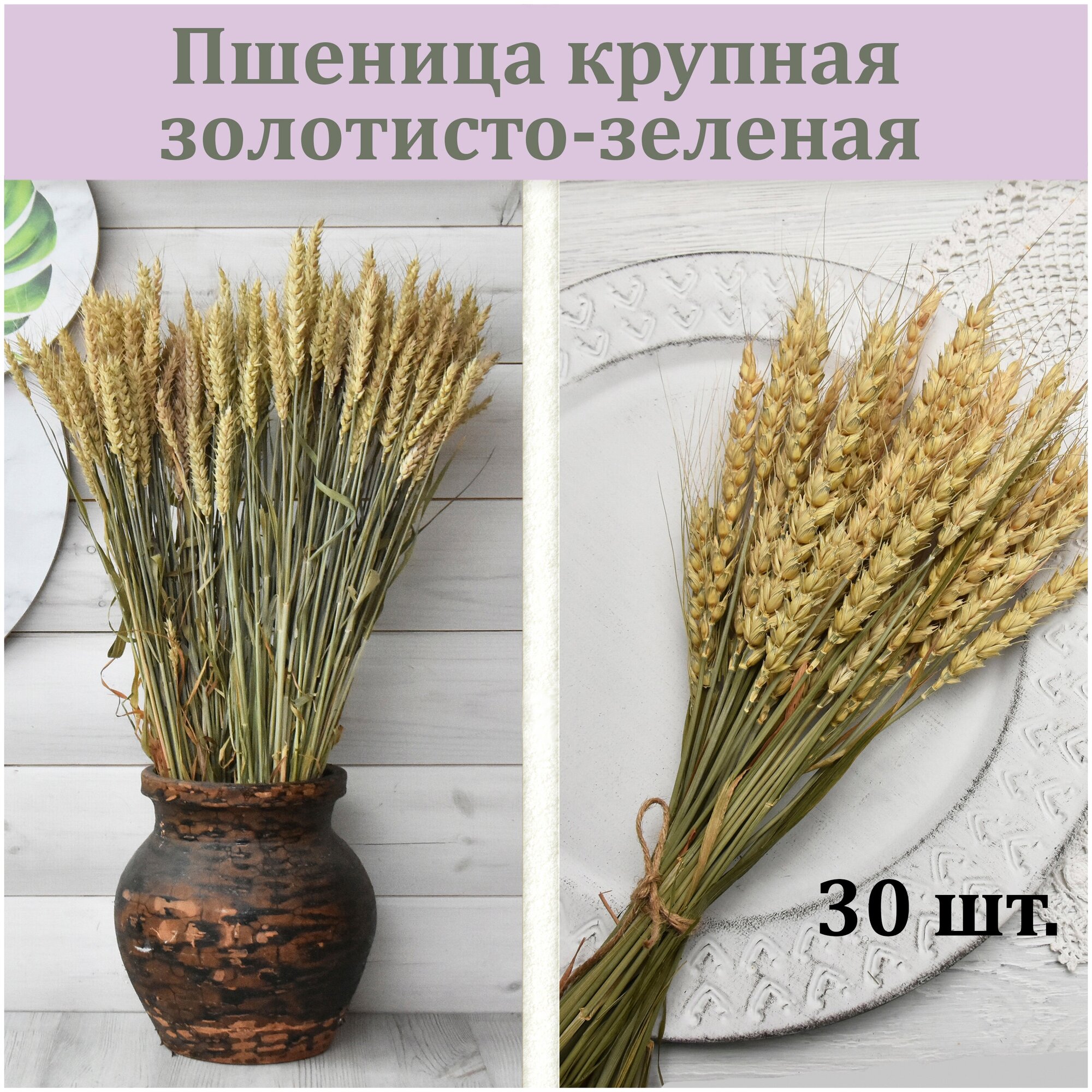 Пшеница крупная золотисто-зеленая 30 штук / Пшеница сухоцвет / Букет из сухоцветов