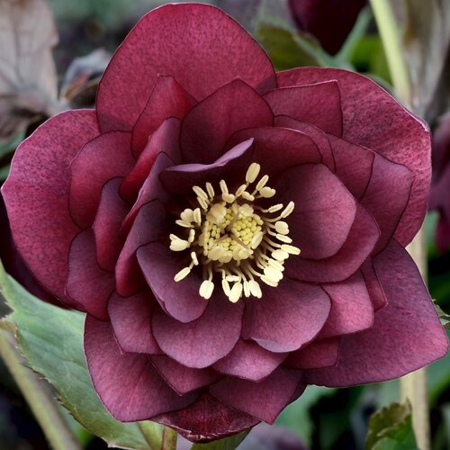 Морозник Helleborus Double Ellen Red