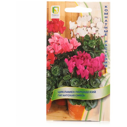 Семена цветов Цикламен персидский Гигантская смесь