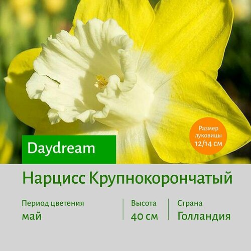Нарцисс Дейдрим (Daydream) крупнокорончатый луковицы 3 шт сотка