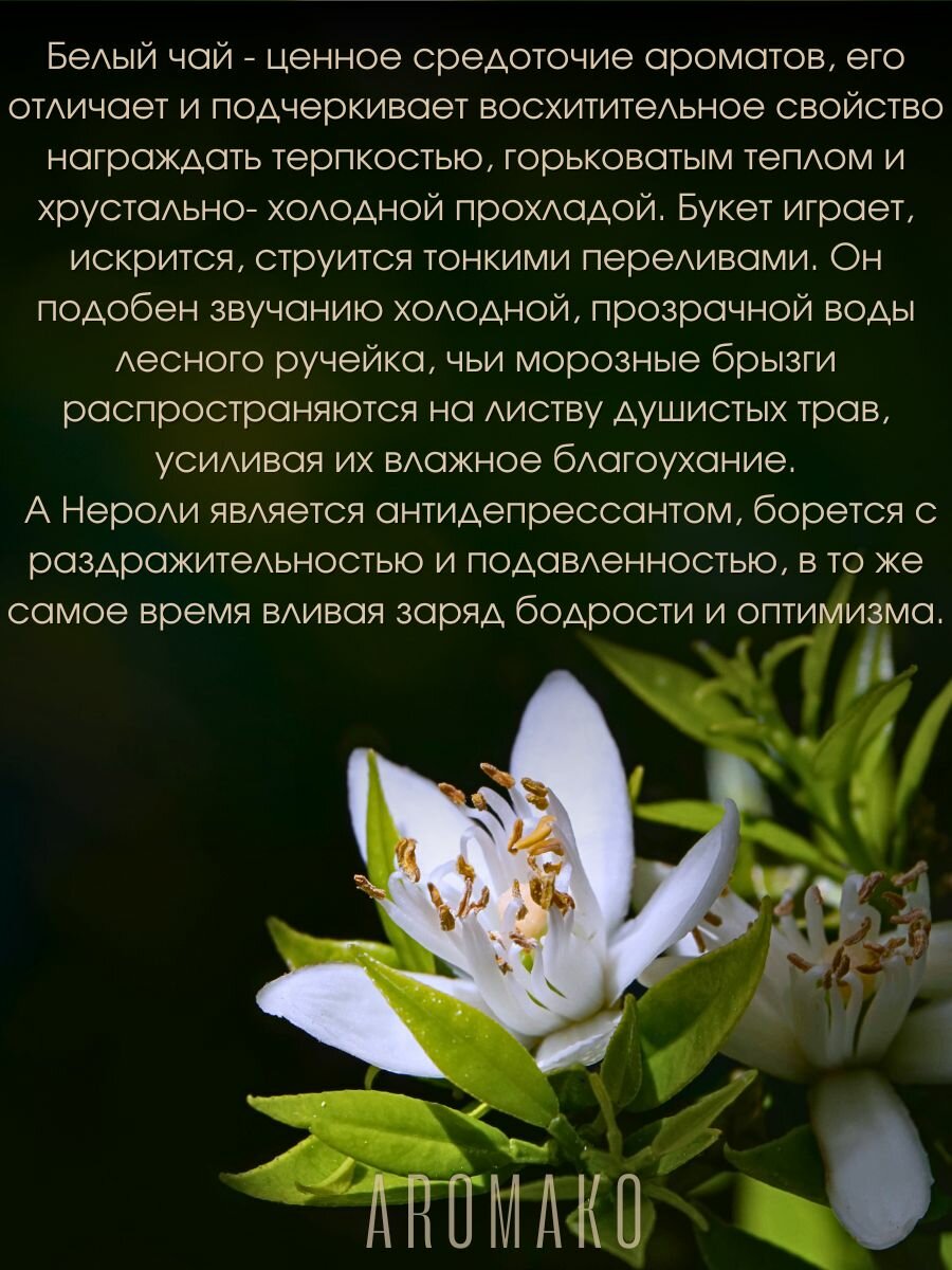 Аромамасло с капельницей Белый чай и Нероли Aromako 15 мл, для увлажнителей, диффузоров, ароматерапии, аромаламп — фото 1
