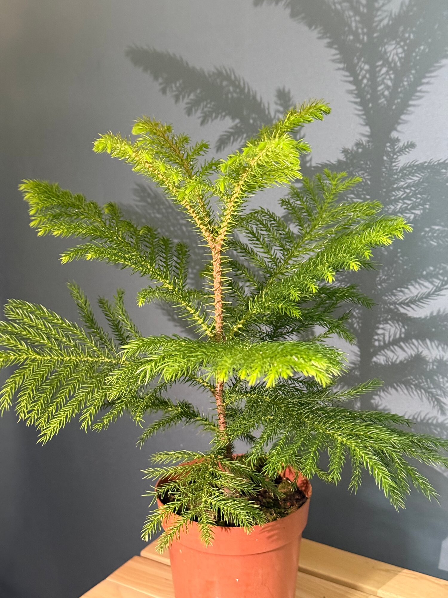 Араукария разнолистная (Araucaria heterophylla) — комнатная ель Норфолк символ уюта и зимнего настроения