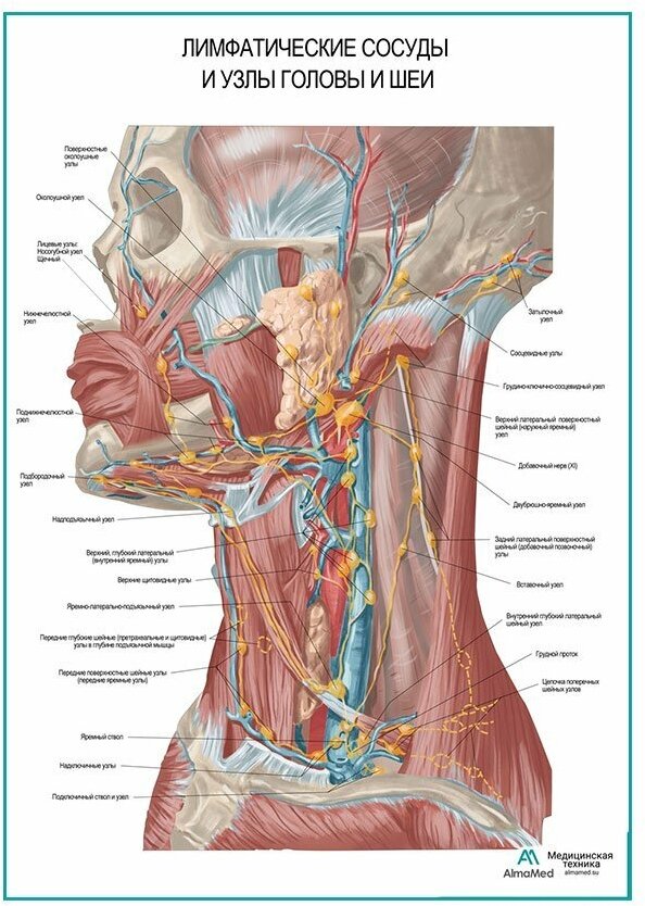 Лимфатические узлы и сосуды головы и шеи плакат, глянцевая фотобумага от 200 г/кв. м, размер A2+