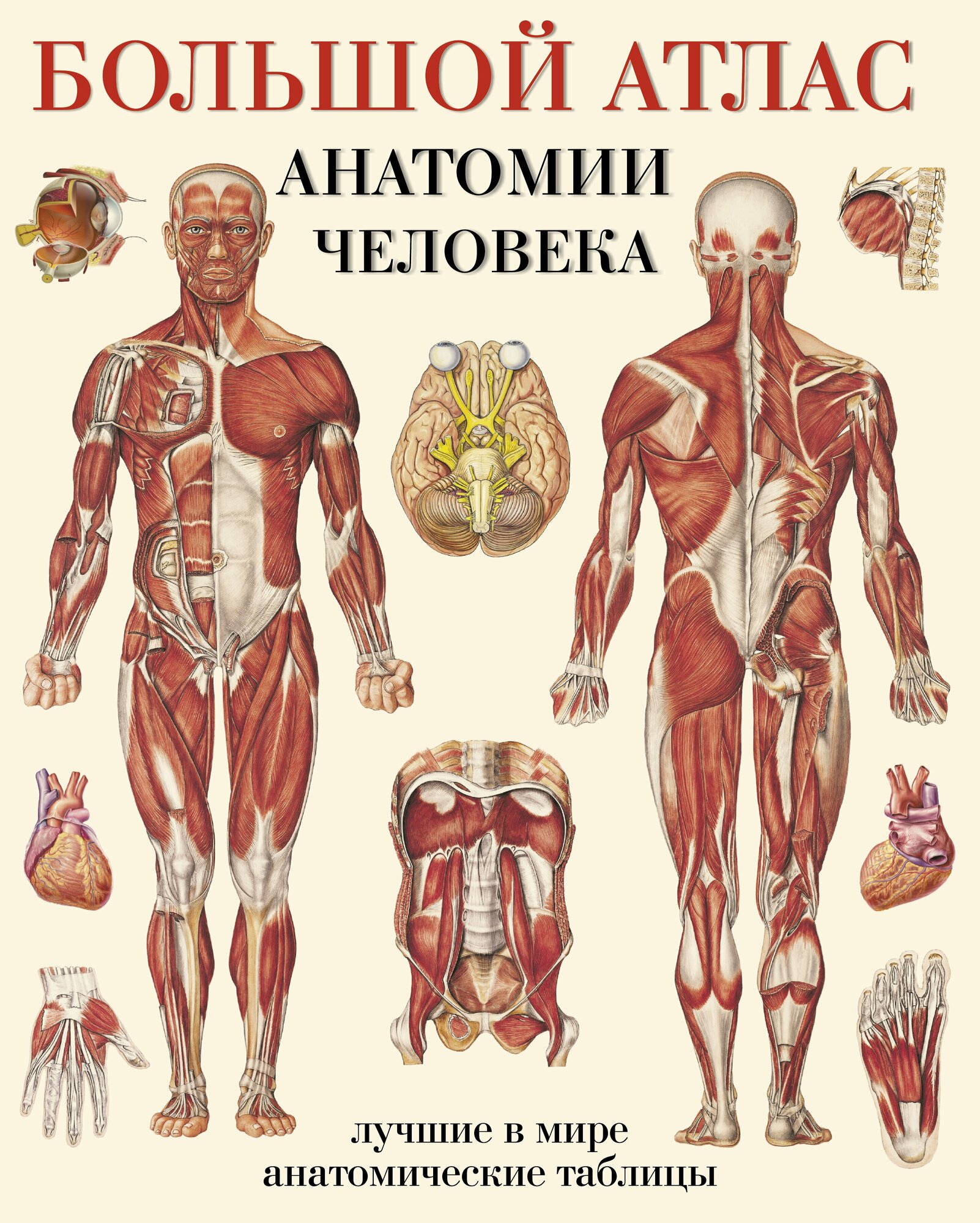 Большой атлас анатомии человека / автор не указан