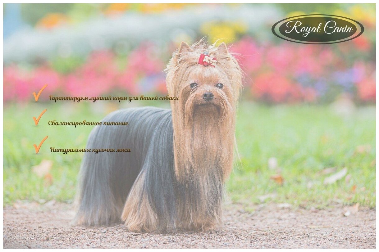 Стоит ли покупать Влажный корм для собак Royal Canin породы Йоркширский  терьер, для здоровья кожи и шерсти ? Отзывы на Яндекс Маркете