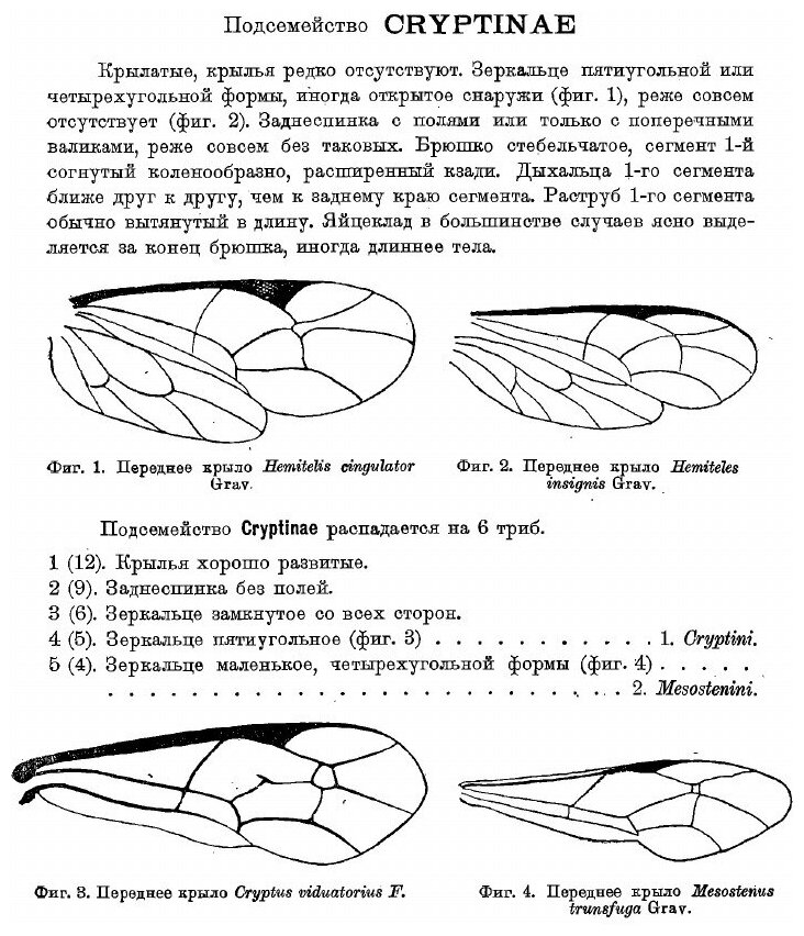 Книга Определители по фауне СССР. Том 15. Паразитические перепончатокрылые сем. Ichneumon… - фото №3