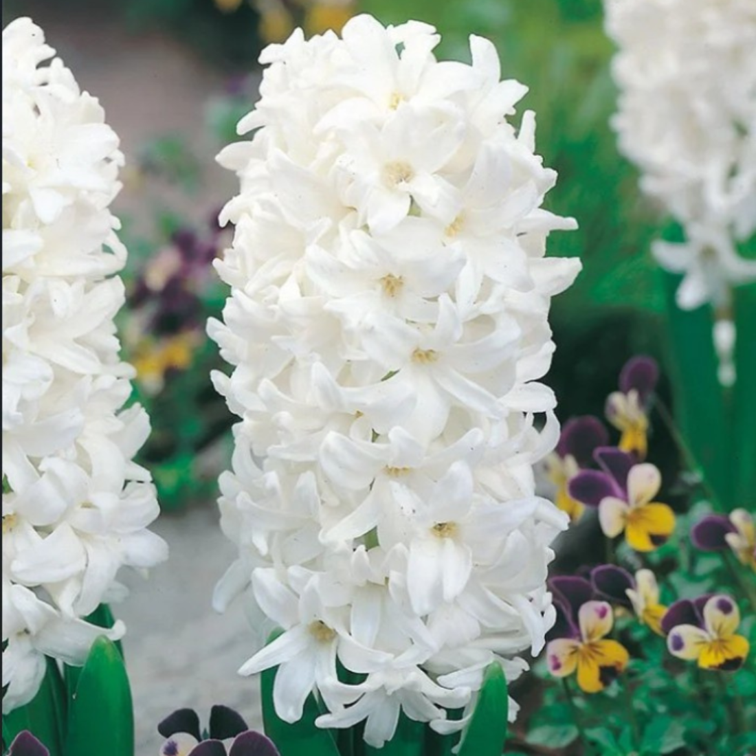 Луковицы цветов сhipollino flowers гиацинт WHITE PEARL (2 луковицы)