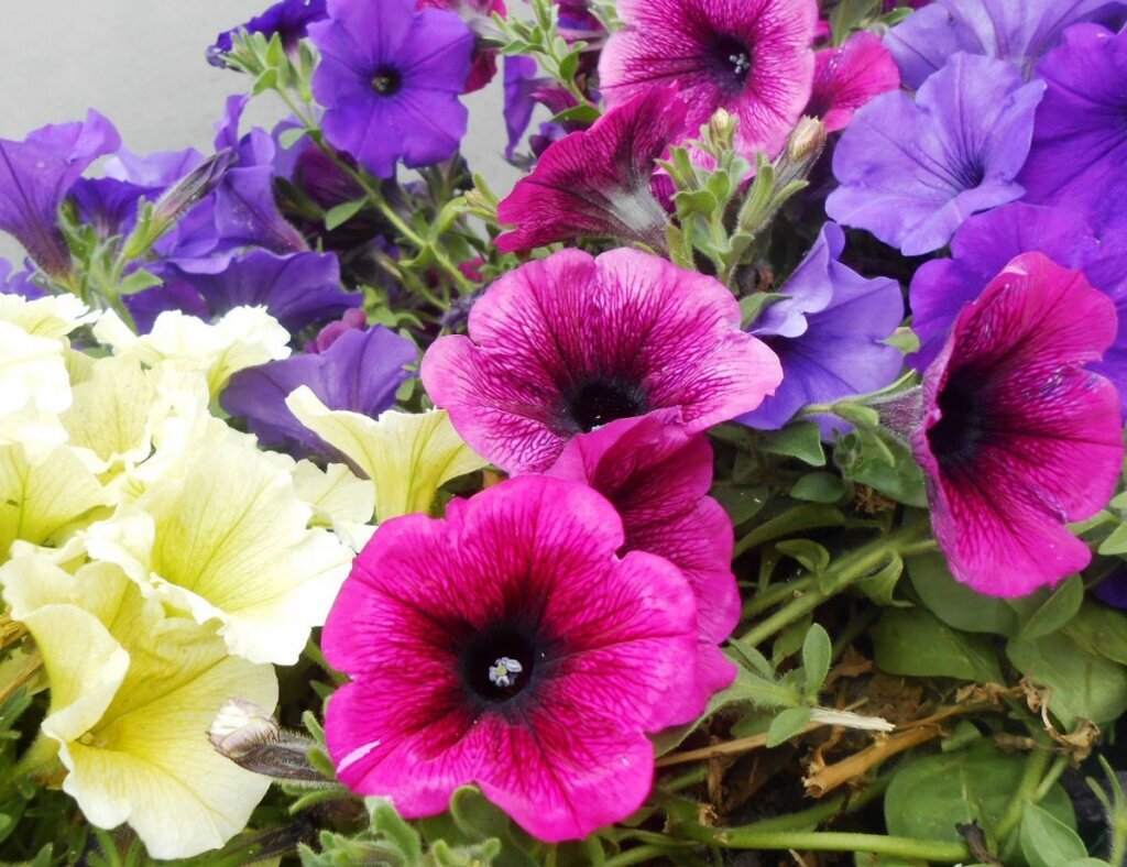 Петуния-Сурфиния Фиолетовый бриллиант 5шт (Сады России)АКЦИЯ купить с доставкой 