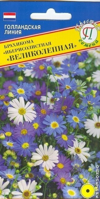 Брахикома иберисолистная Великолепная. Семена. Высота растения 20 см. В смеси собраны цветы разнообразных оттенков синего розового и белого. Диаметр цветка до 2 см.