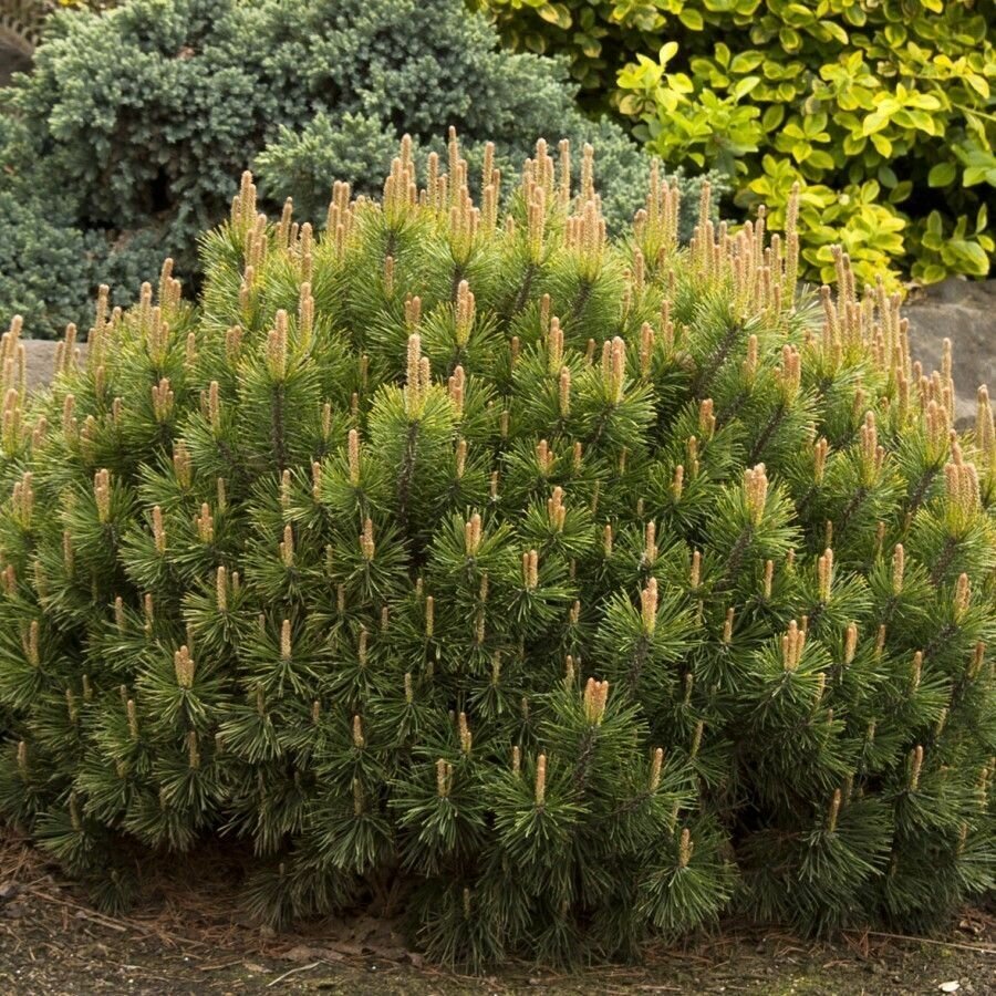 Семена Сосна горная Мугус (Pinus mugo Mughus) 20 штук