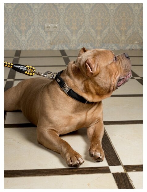 Воздушный ошейник для активных и серьёзных собак, размер M (цвет: чёрный) - фотография № 9