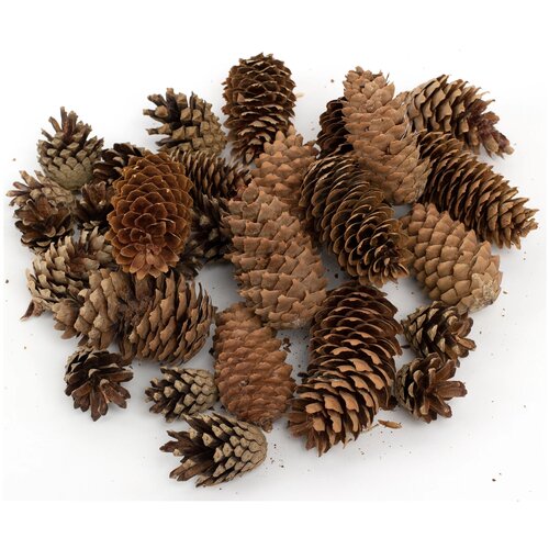 Универсальный комплект декоративных шишек Сосновые 15шт и Еловые 7 шт для школьных поделок и уроков труда 462₽