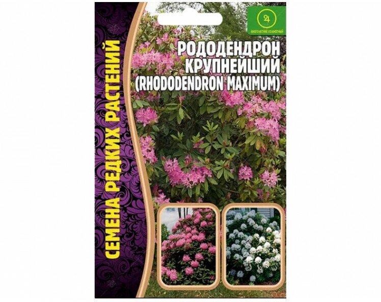 Семена Рододендрона крупнейшего (Rhododendron maximum) (001 г)