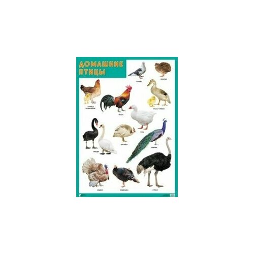 Мозаика/Плакат//Домашние птицы. А2/ домашние и декоративные птицы а2