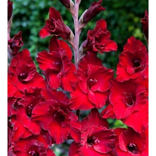 Луковицы Гладиолус крупноцветковый Кардинал 10 шт.