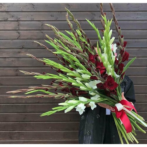 31 Белый и Бордовый Гладиолус