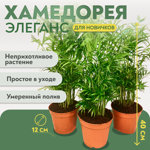 Изображение товара Хамедорея Элеганс (40)