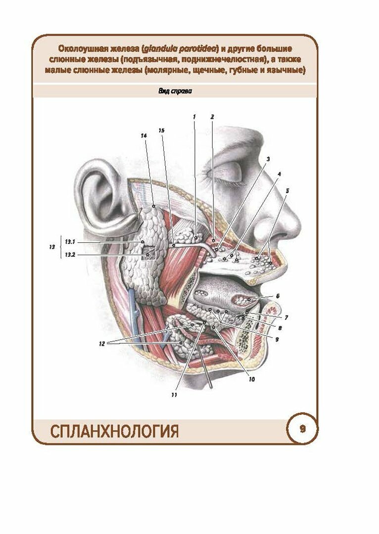 Анатомия человека. Спланхнология. Карточки (49 шт.) - фото №11