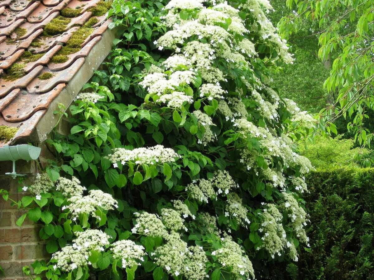 Семена Гортензия черешковая (Hydrangea anomala petiolaris) 20 штук