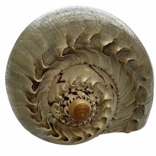 Натуральная морская ракушка Мело диадема 20-23 см.