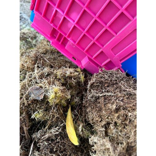 Мох сфагнум отборный 25л Надымский субстрат для орхидей, для растений, улиток, террариумов Урожай Свежий Эко продукт