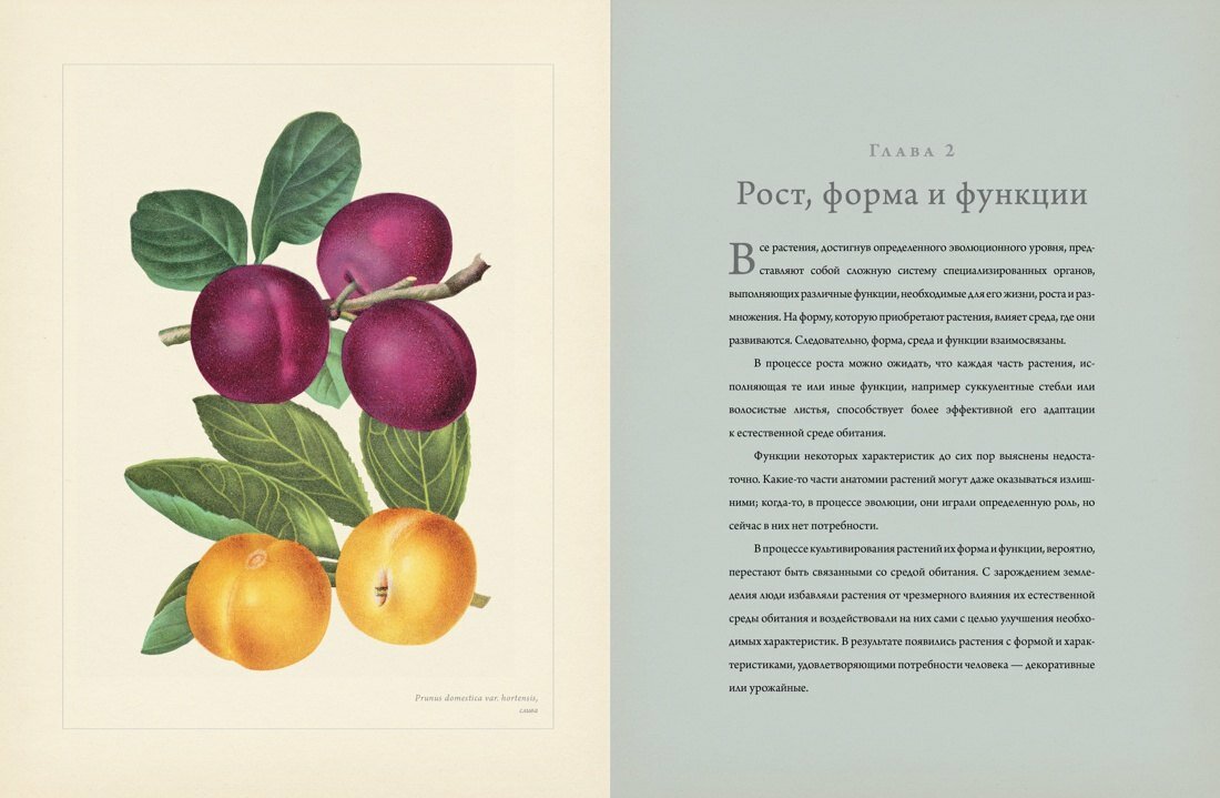 Ботаника для садоводов — фото 1