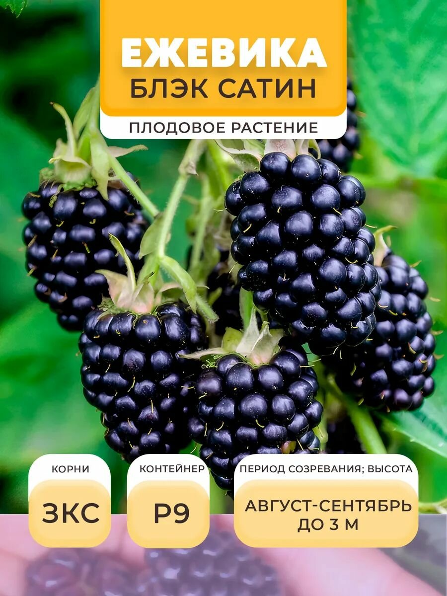 Ежевика саженец Блэк Сатин в горшке P9 05 л многолетнее | Микроклон