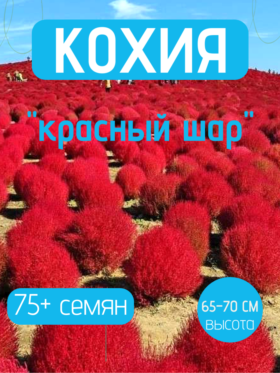Кохия "Красный шар", семена 75+ шт.