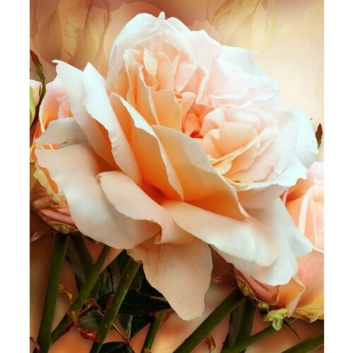 Моющиеся виниловые фотообои Свежая роза, 200х240 см